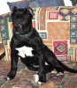 BRUJA DE PHOENIX BULL