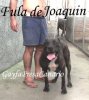 FULA DE GAROE
