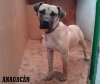 RUBIA 2 DE ANAGACAN