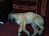 EL PACO DE ROYAL PRESA