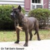 SAWYER OF TALL OAKS
