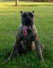 HVK9 NALA OF STL