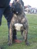 LOBO DE SPALATO BULL