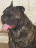 TACHA DE BARNACAN BULL