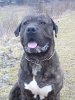 ATHOS OF SEVEN SHARKY DINASTY