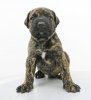 BALTO DE PEYRE KENNELS
