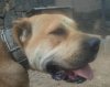 COLOMBIA DE PERRO DE LA TIERRA*