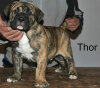 THOR****