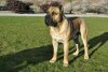 BRAVO KENNEL'S ROMULUS