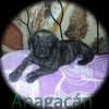 KIOBA DE ANAGACáN