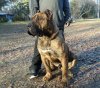 BRUNO DE AMERICAN BRED KENNEL