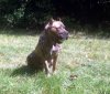 ATHENA DE GUARDIAN BULL