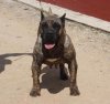 ZAGUNIS DE FENCING DOGS