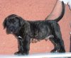 AQUILES DE LOS CARDONES