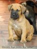 DIAMANTE RAYAS GOLDEN BOY (ARSLAN)