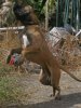 RUBIO DEL CANARIO