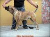 SUNDANCEDOGS BIJOU