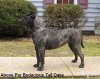 ABOVE PAR BODACIOUS OF TALL OAKS