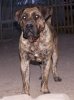 BOSS BULL CANARIO GRACIA