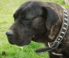 KAOBA DE BARNACAN BULL