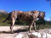 VACO DE SPALATO BULL