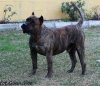 TIGRE DE ROJO Y ORO