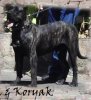 KORYAK DE TIERRA DE VOLCANES