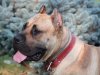 ALFA DOG PUR