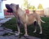 ORRICK DE VIKING GUARD KENNEL