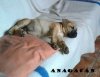 DRAGO DE ANAGACAN