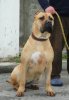 ADONIS DE SPARTAN D KENNEL