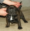 AKIA DE SPARTAN D KENNEL