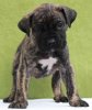 CANARIO DE PEYRE KENNELS