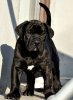 SPARTACUS CABALLERO CANARIO
