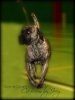 GARM DE CANARIO'S CA-BOOM BY JOEY