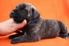 BOSS BULL CANARIO SULTAN