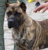 APOLO DE SAMCOR