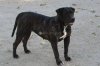 MERCHE DE KING ZULU