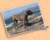 DO GALINEIRO DUNCAN