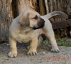CONGO DE SPALATO BULL