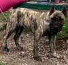 DRAKE OF MPC KENNELS