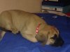 KANE DE CHAPMAN KENNEL