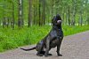 CONCORD PERRO PRESA GRAND
