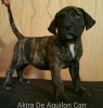 AKIRA DE AGUILON CAN