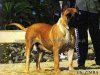 ZIMBA