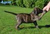 WEIHBULL'S AGENT
