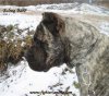 BALROG BALUARTE DE LOS PERROS