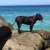 CORAL DE PEYRE KENNELS