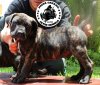 CURTO DE PEYRE KENNELS