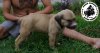 DAGA DE PEYRE KENNELS